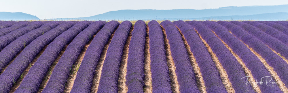 Valensole (16)